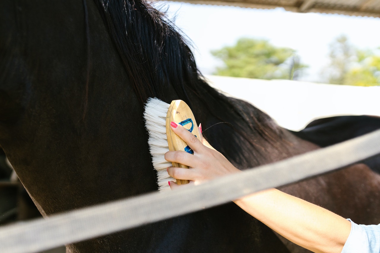 Horse brushing explained!