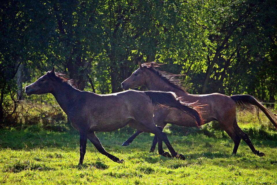 The fastest horse breeds!