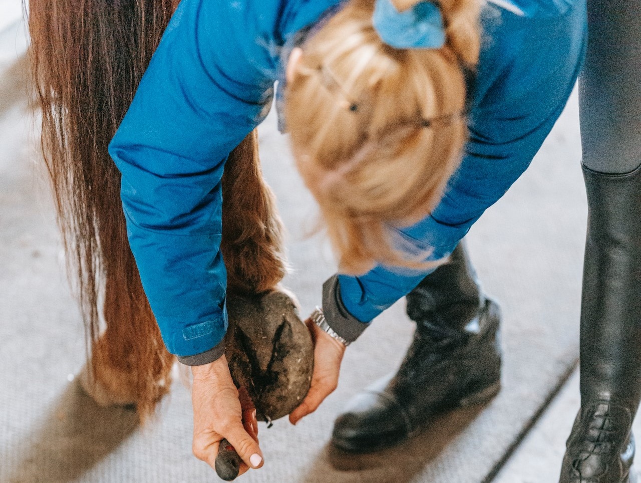 How to properly take care of your horse