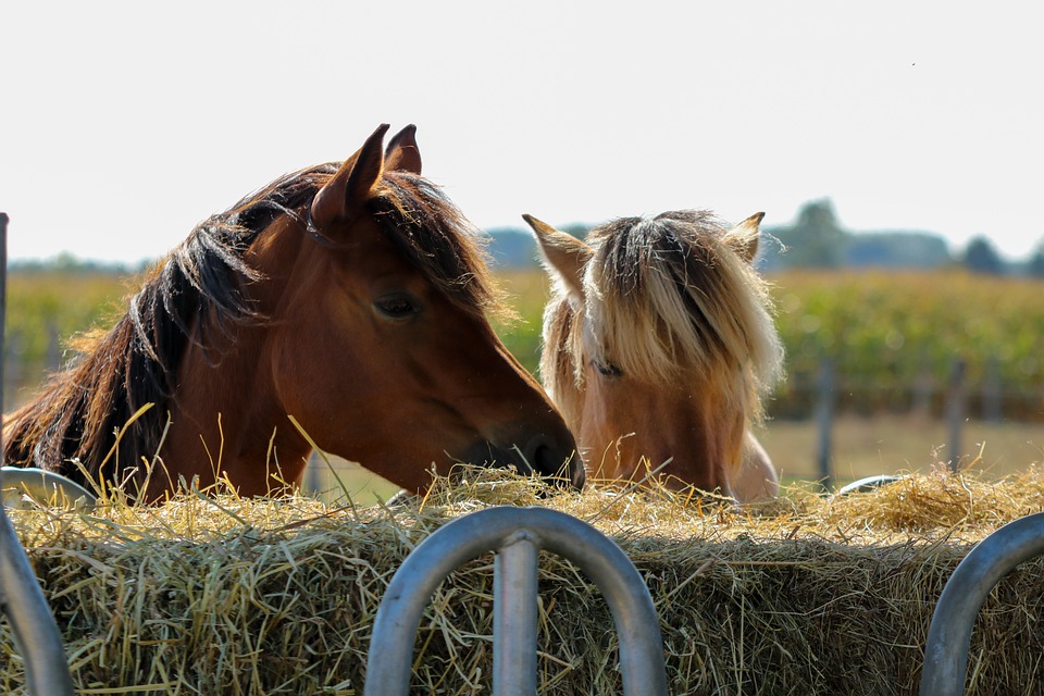 What’s the best food for your horse?