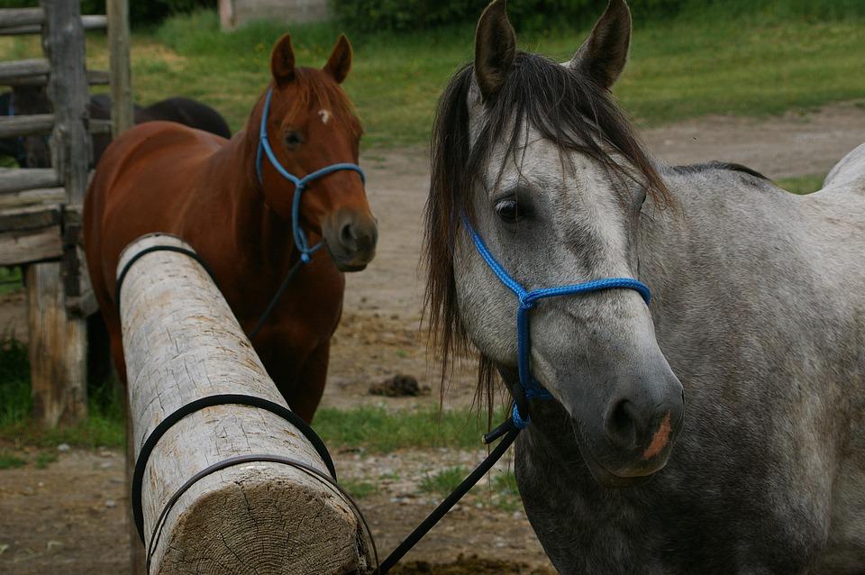 Most popular horse breeds